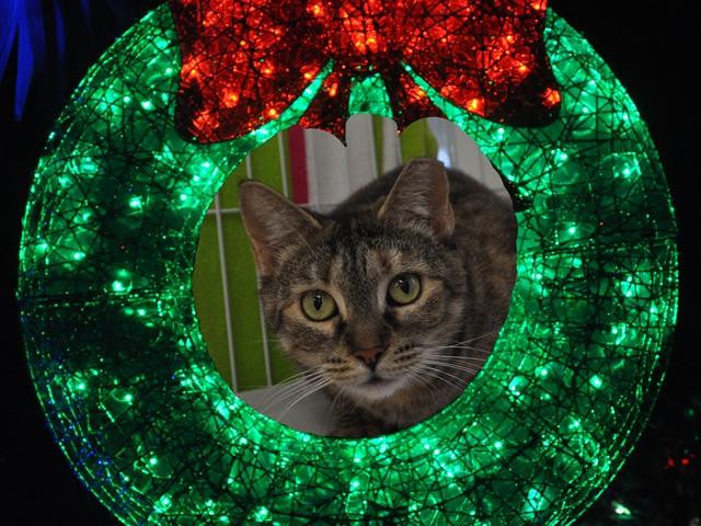 CORALINE, Adoptable, Young Female Domestic Short Hair.