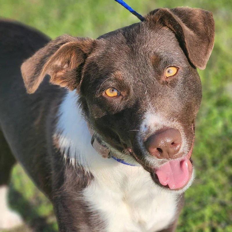 Sissy, Adoptable, Adult Female Border Collie.