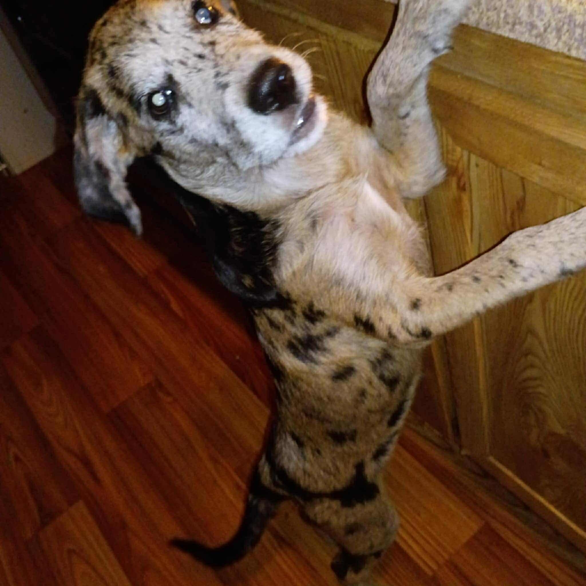 Callie, a Adoptable mixed breed in Windsor, ON image 6/6