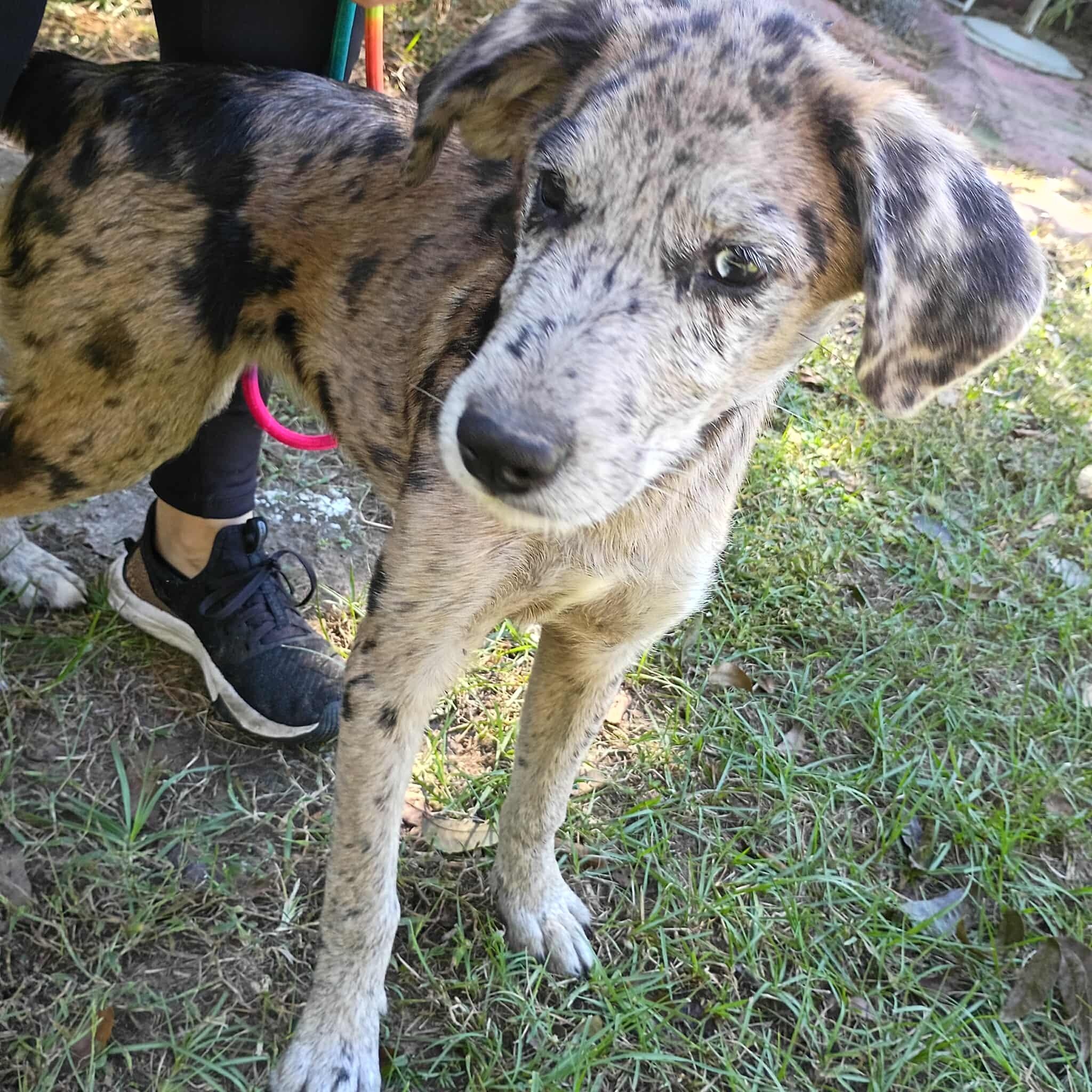 Callie, a Adoptable mixed breed in Windsor, ON image 4/6