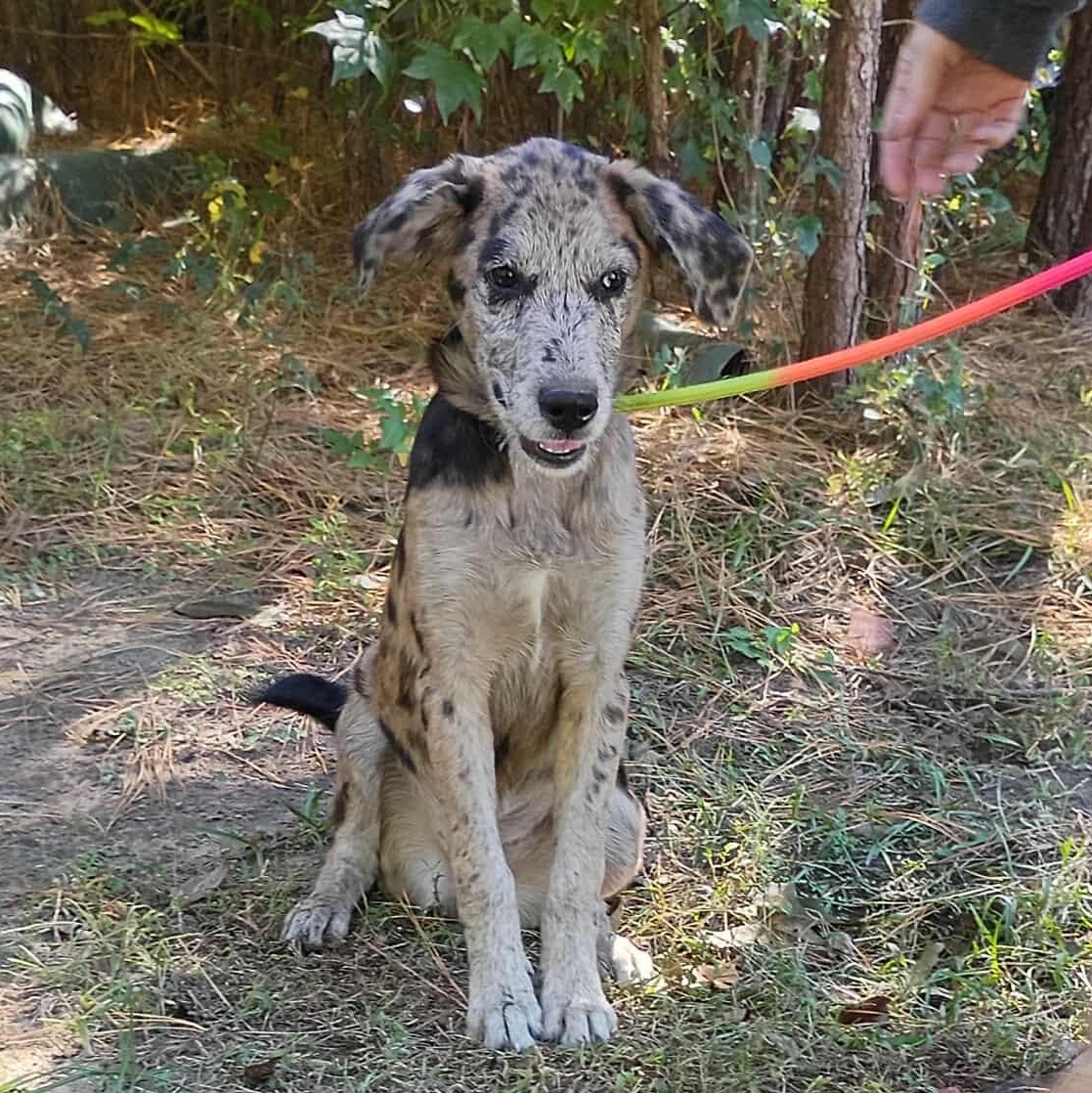 Callie, a Adoptable mixed breed in Windsor, ON image 5/6