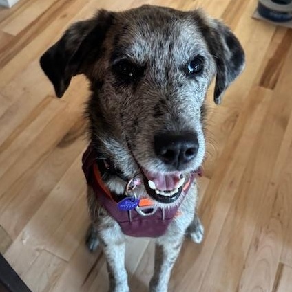 Caily, an adoptable mixed breed in Scarborough, ON image 3/6