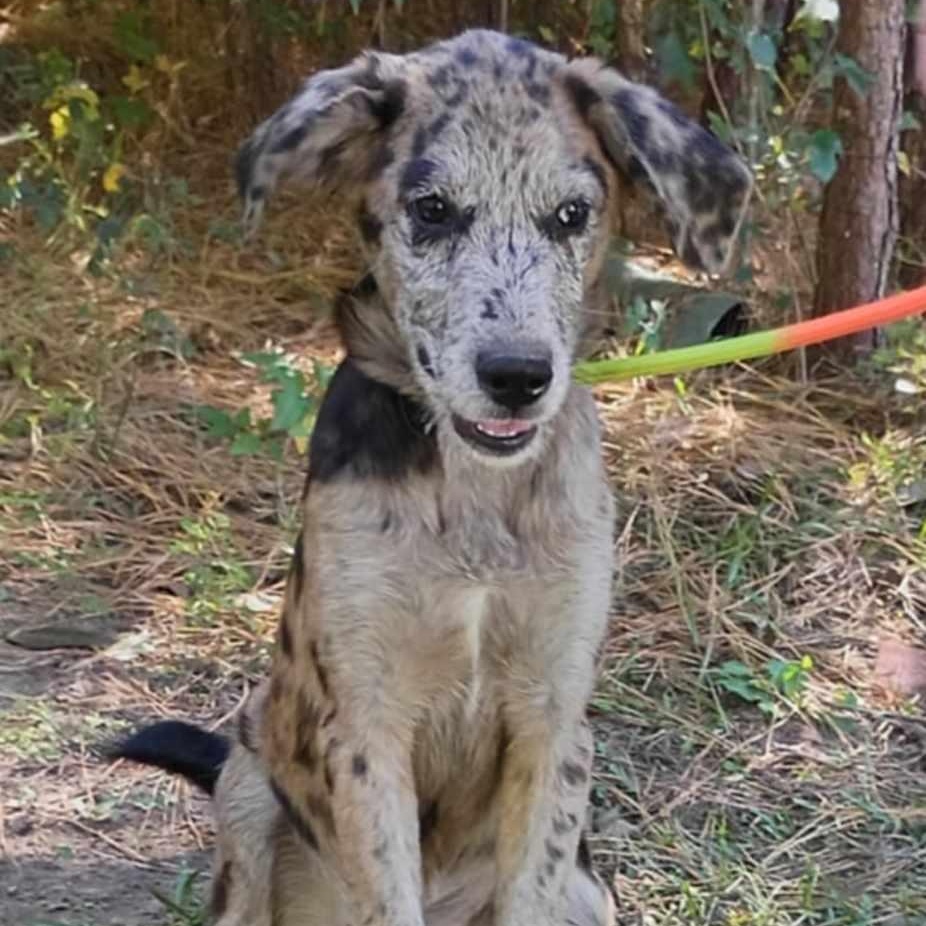 Callie, a Adoptable mixed breed in Windsor, ON image 2/6