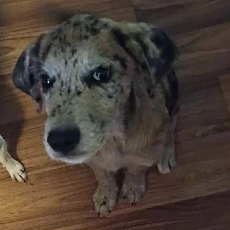 Callie, Adoptable, Puppy Female Catahoula Leopard Dog.