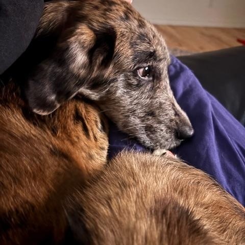 Caily, an adoptable mixed breed in Scarborough, ON image 5/6