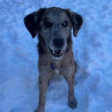 Caily, an adoptable mixed breed in Scarborough, ON image 6/6