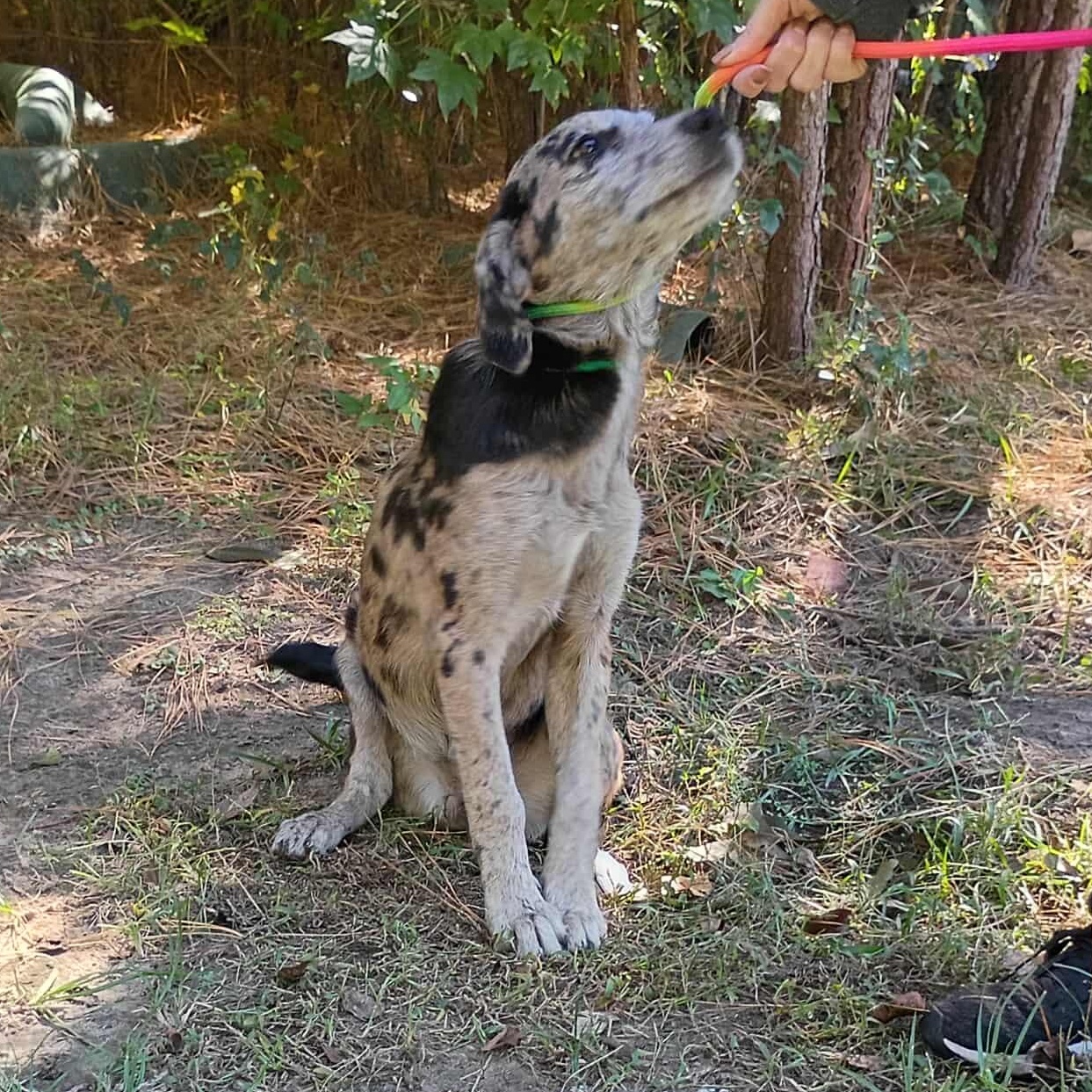 Callie, a Adoptable mixed breed in Windsor, ON image 3/6