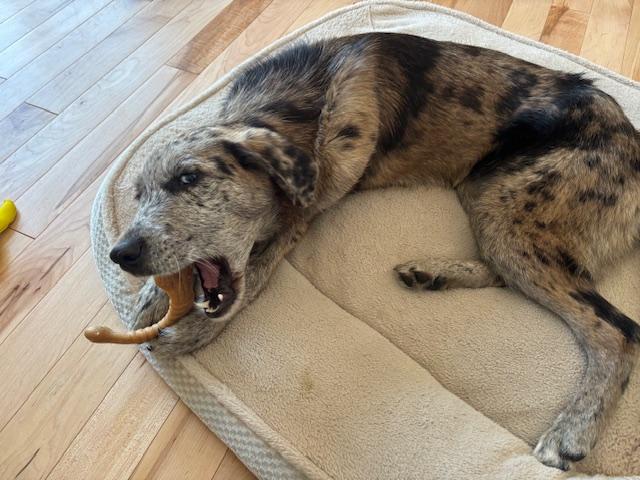 Caily, an adoptable mixed breed in Scarborough, ON image 2/6