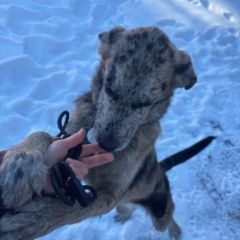 Caily, an adoptable mixed breed in Scarborough, ON image 4/6