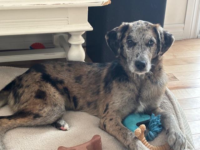 Caily, an adoptable mixed breed in Scarborough, ON image 1/6