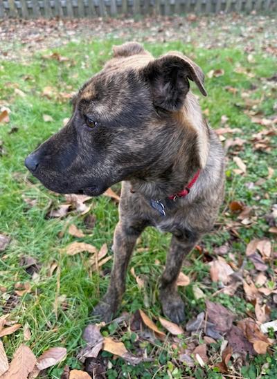 Brown — thumbnail 2