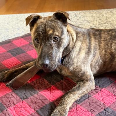 Brown — thumbnail 3