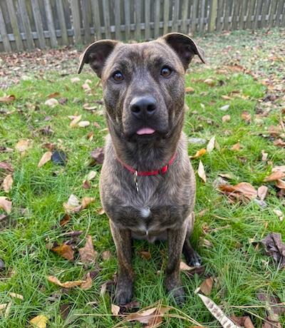 Brown — thumbnail 4