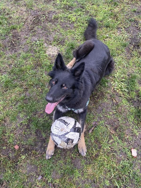 Olive, Adoptable, Adult Female German Shepherd Dog & Border Collie.