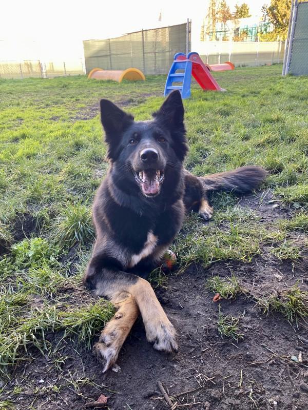 Olive, a Adoptable mixed breed in Richmond, BC image 2/6