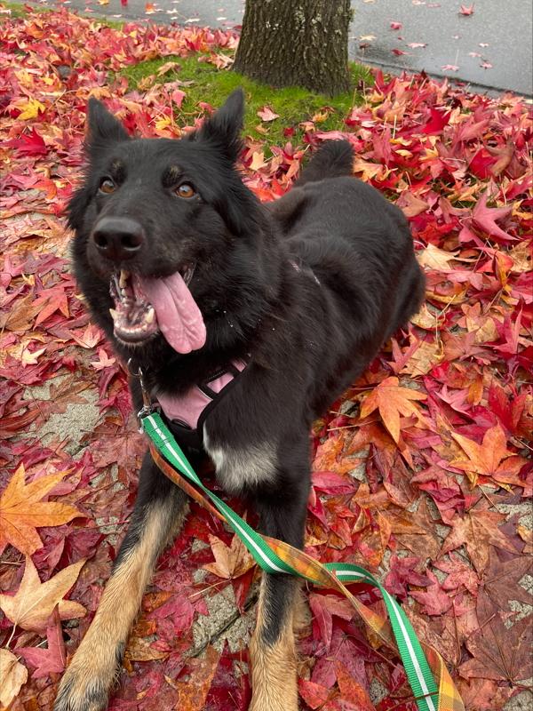 Olive, a Adoptable mixed breed in Richmond, BC image 3/6