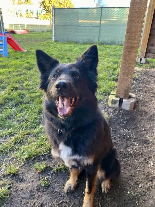 Olive, a Adoptable mixed breed in Richmond, BC image 4/6