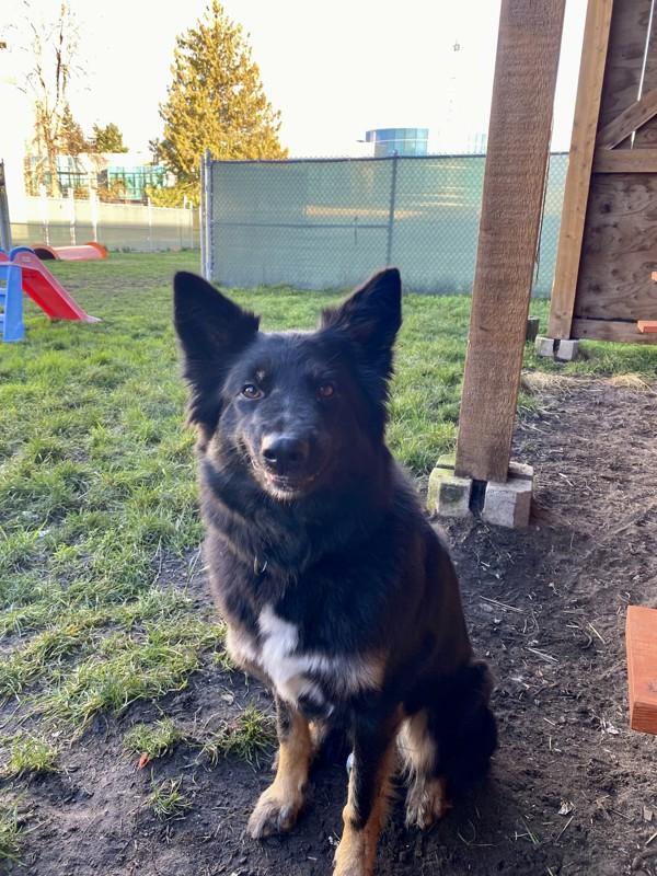 Olive, a Adoptable mixed breed in Richmond, BC image 5/6