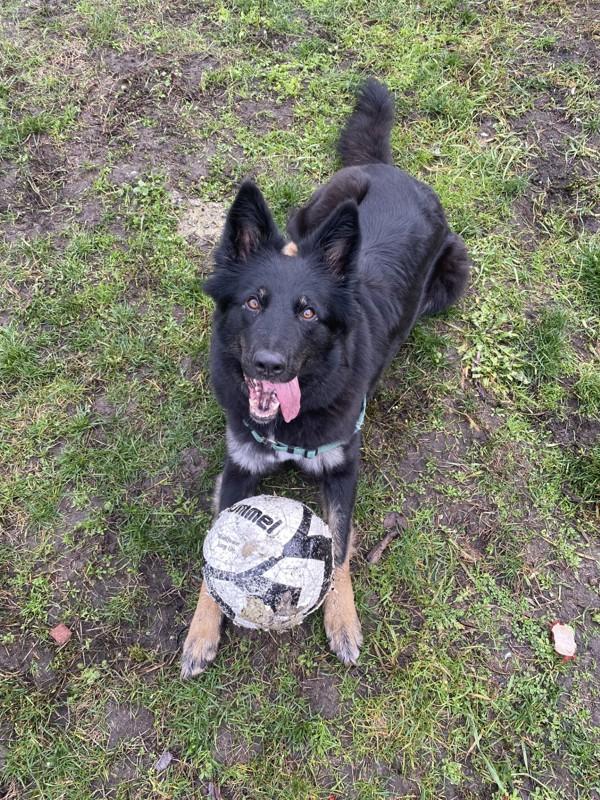 Olive, a Adoptable mixed breed in Richmond, BC image 6/6