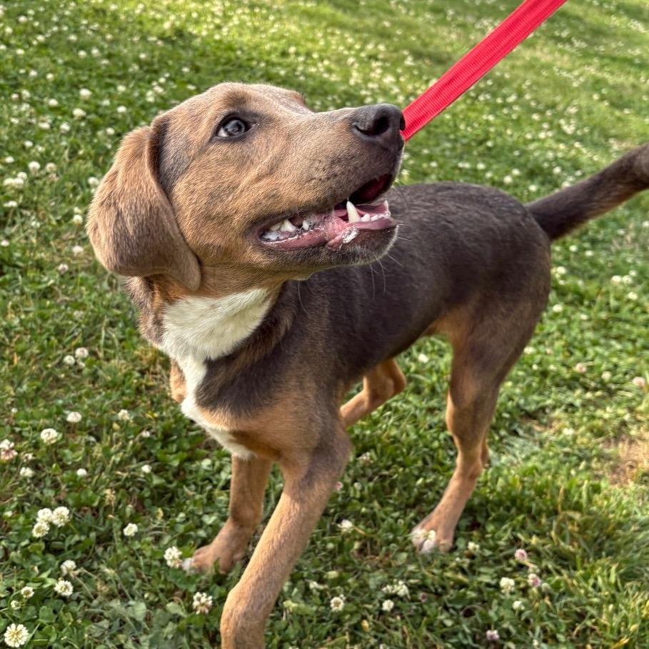 Enlarge Loki, a Adoptable mixed breed in Nashville, TN image 2/6