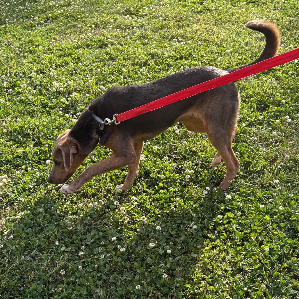 Enlarge Loki, a Adoptable mixed breed in Nashville, TN image 4/6