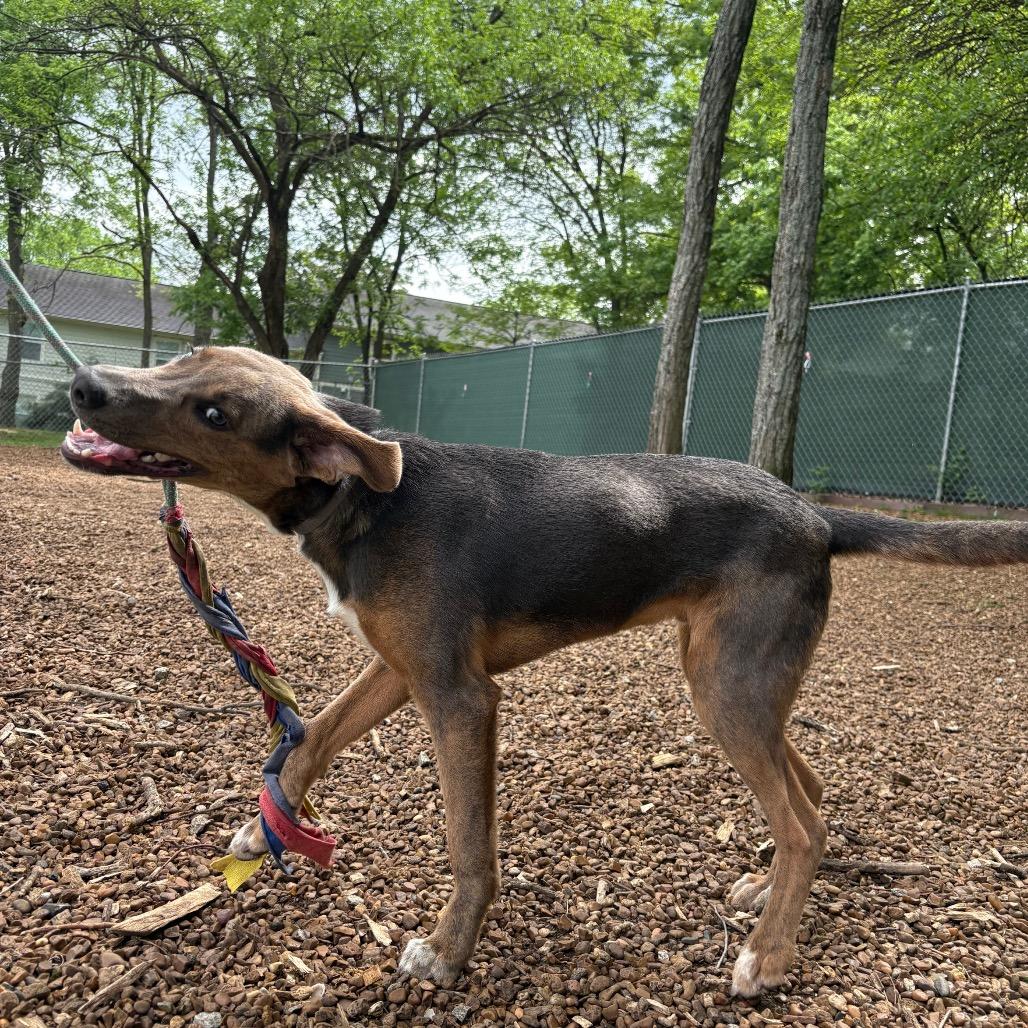 Enlarge Loki, a Adoptable mixed breed in Nashville, TN image 5/6