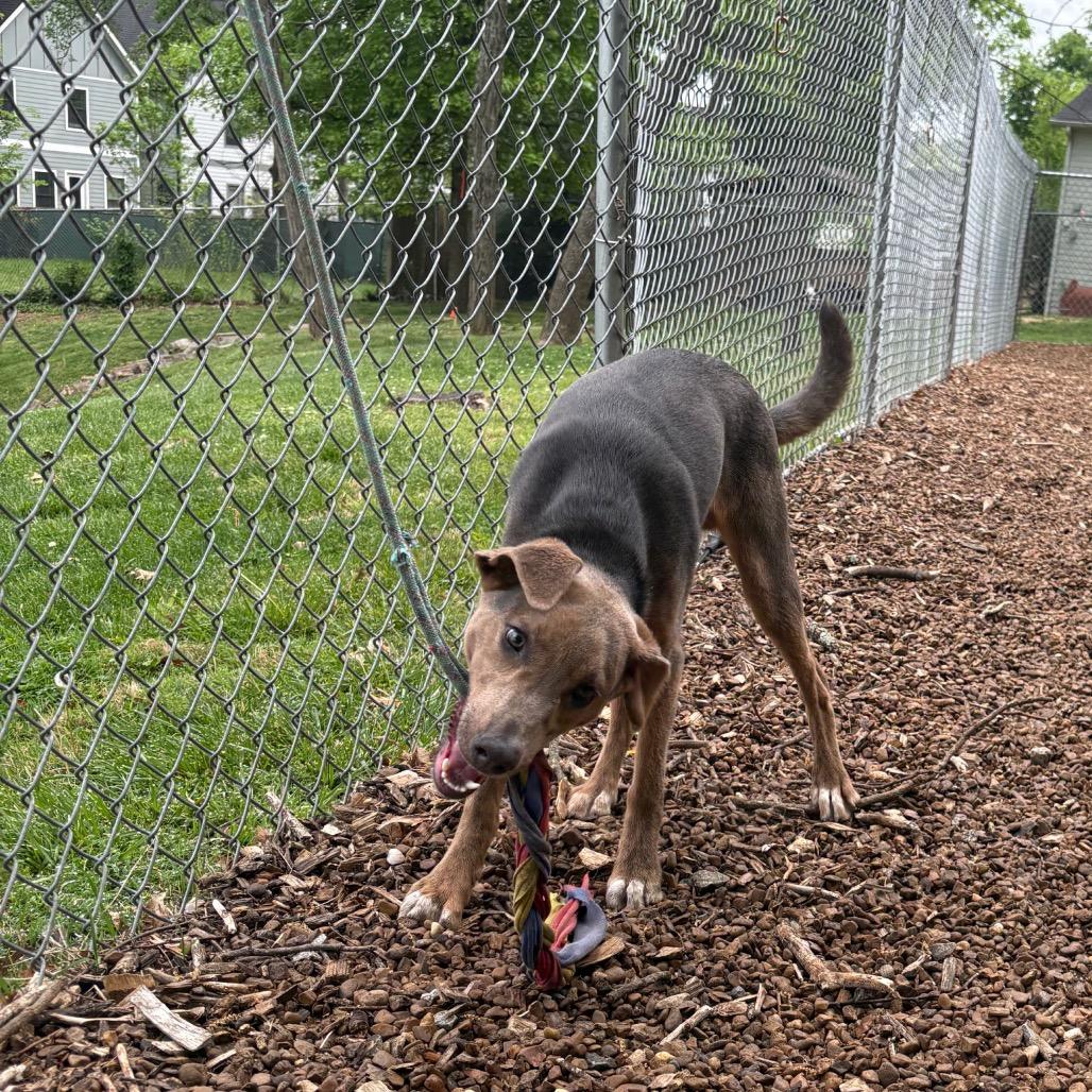Enlarge Loki, a Adoptable mixed breed in Nashville, TN image 6/6