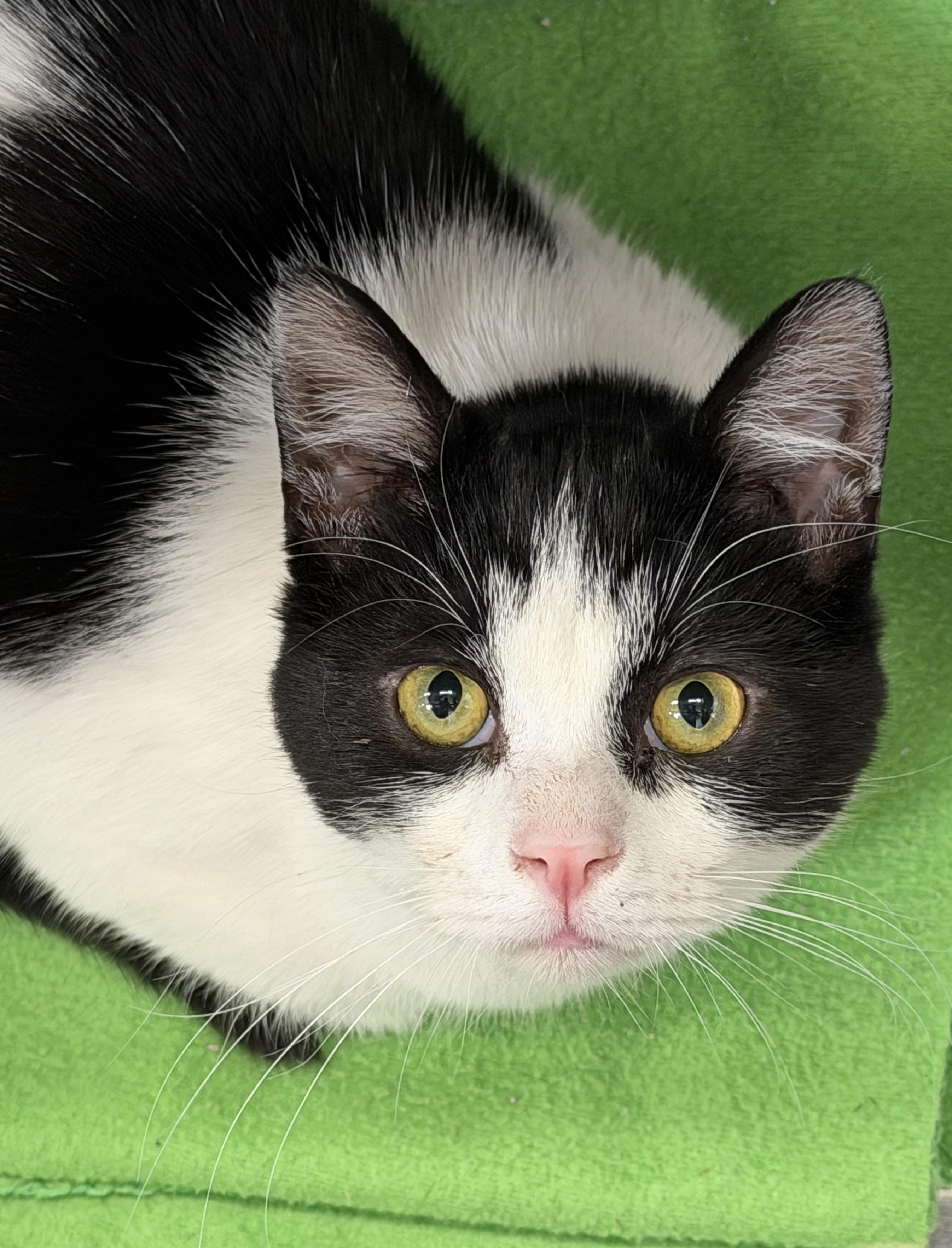 Enlarge Bruce, a ADOPTABLE Domestic Short Hair in Mission Viejo, CA image 2/2