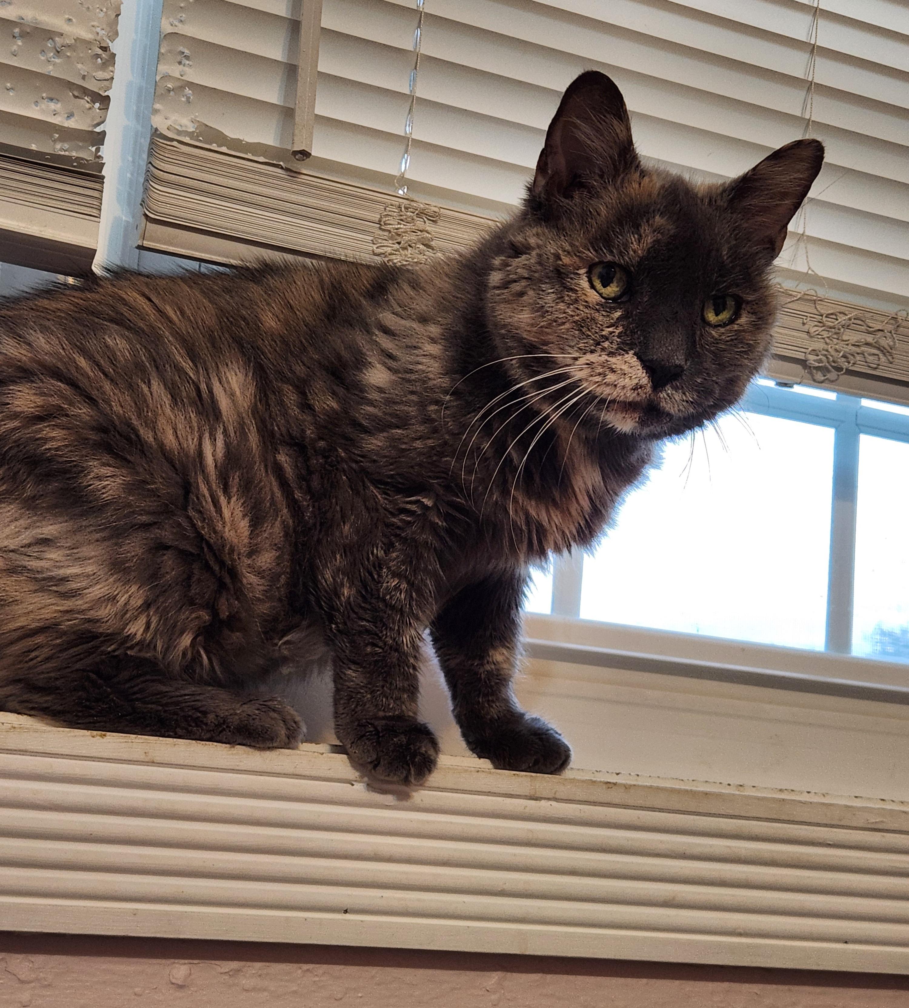 Enlarge MADDIE- Soft & Cuddly, a Adoptable Dilute Tortoiseshell in New York, NY image 3/3