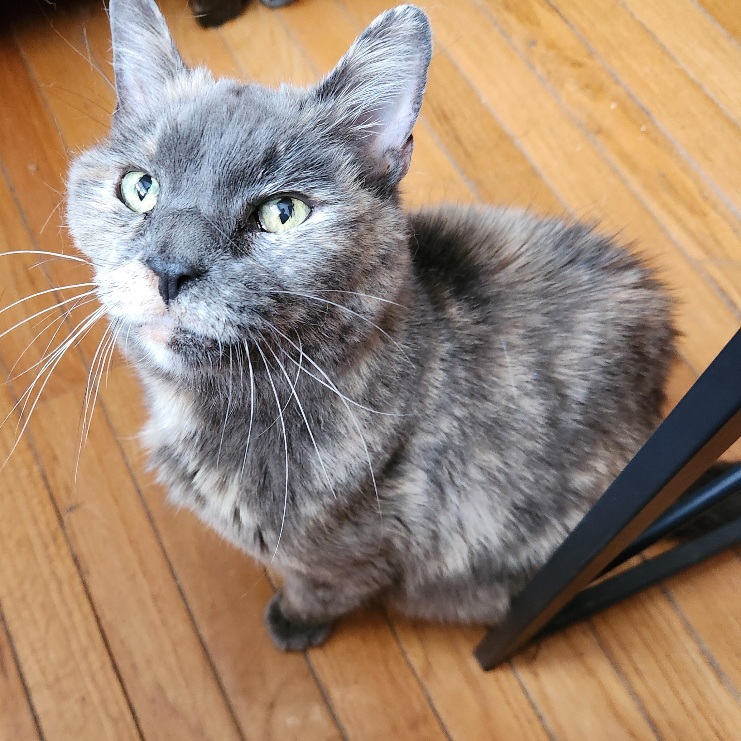 Enlarge MADDIE- Soft & Cuddly, a Adoptable Dilute Tortoiseshell in New York, NY image 1/3