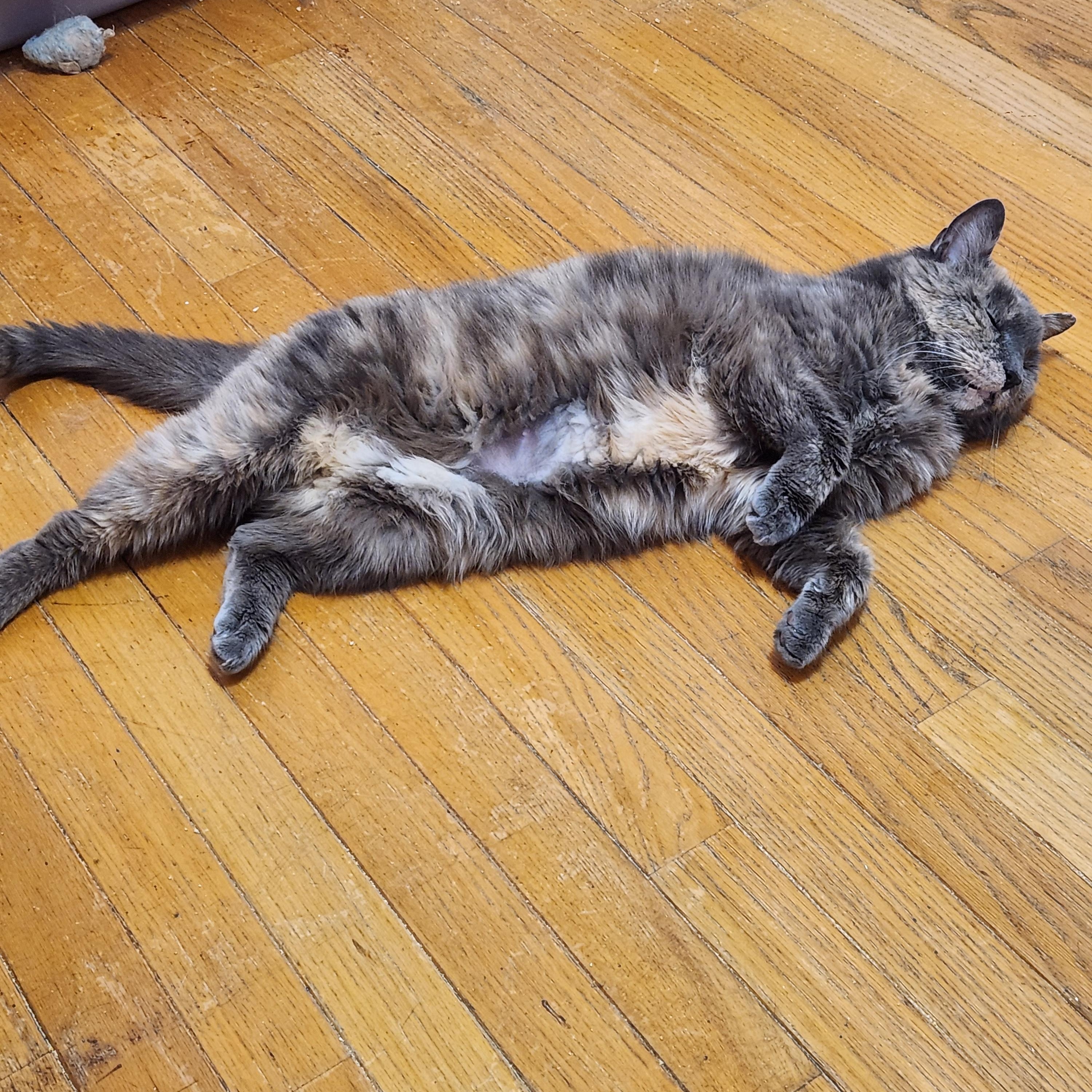 Enlarge MADDIE- Soft & Cuddly, a Adoptable Dilute Tortoiseshell in New York, NY image 2/3