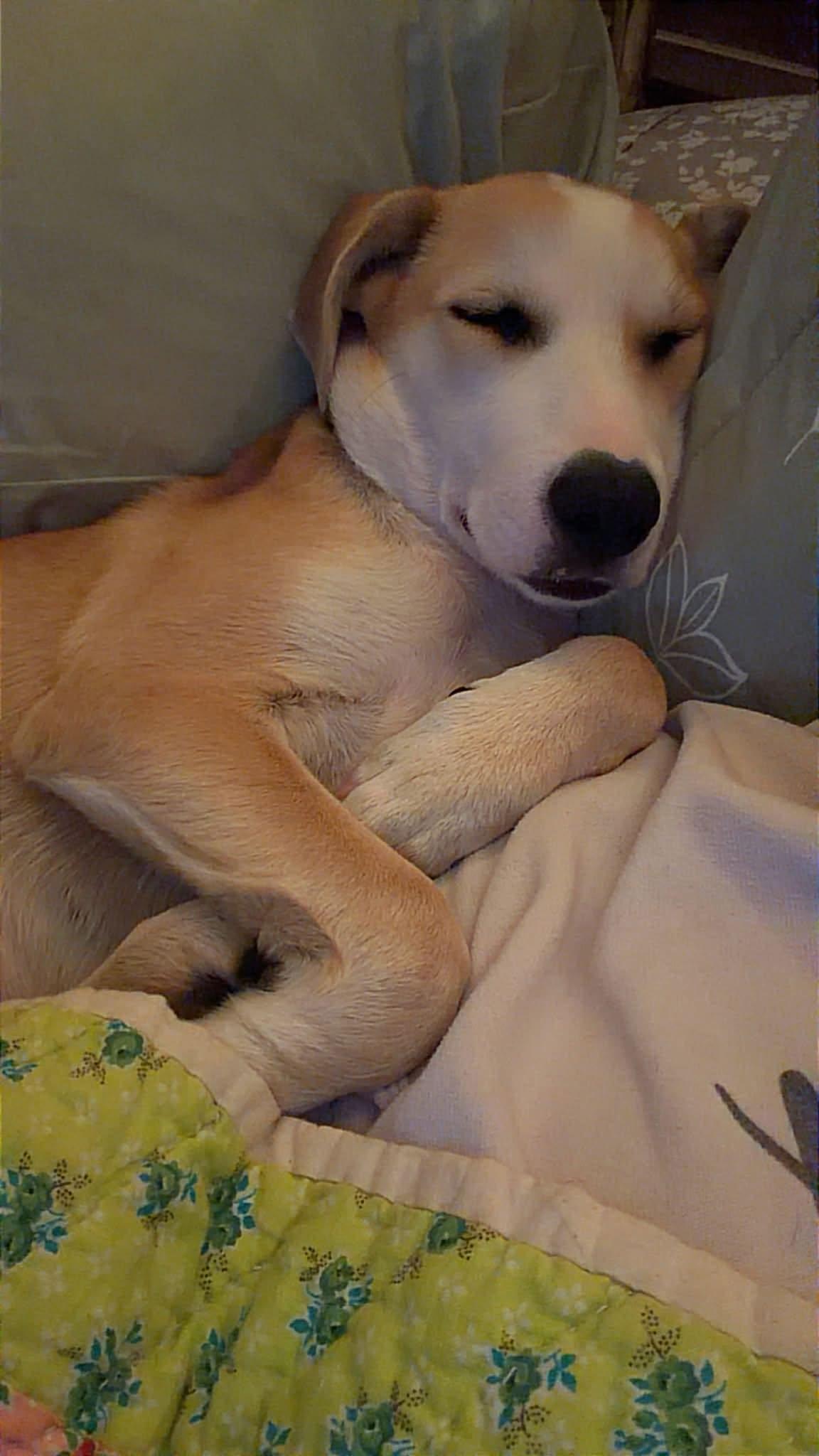 Enlarge Emily, a Adoptable mixed breed in Lee, NH image 3/5