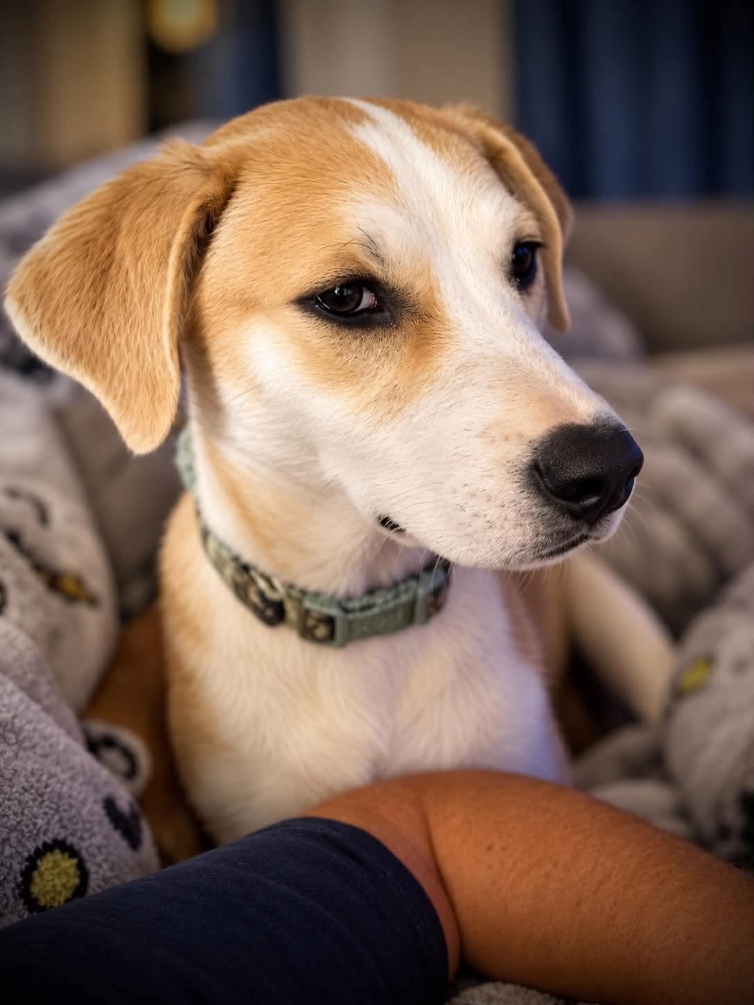 Emily, Adoptable, Puppy Female Mixed Breed.