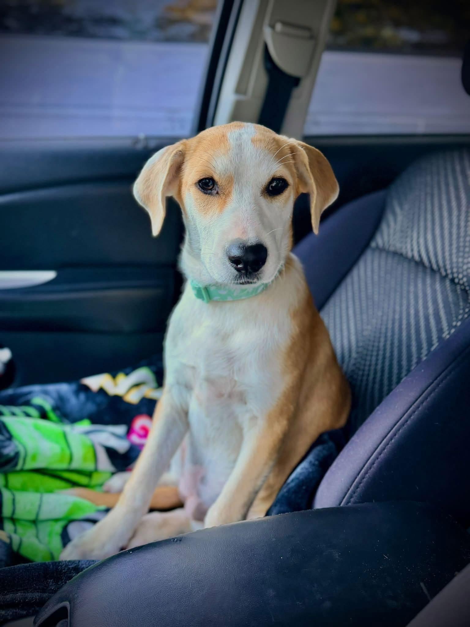 Enlarge Emily, a Adoptable mixed breed in Lee, NH image 2/5