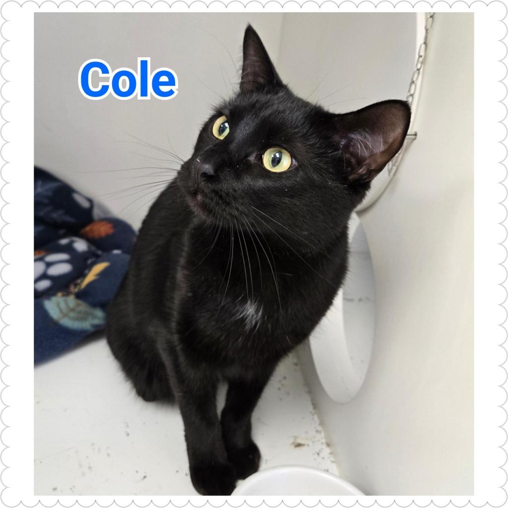 Cole, a Adopted mixed breed in North Saint Paul, MN image 1/3