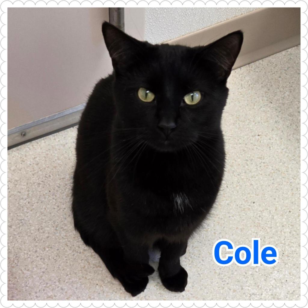 Cole, a Adopted mixed breed in North Saint Paul, MN image 2/3