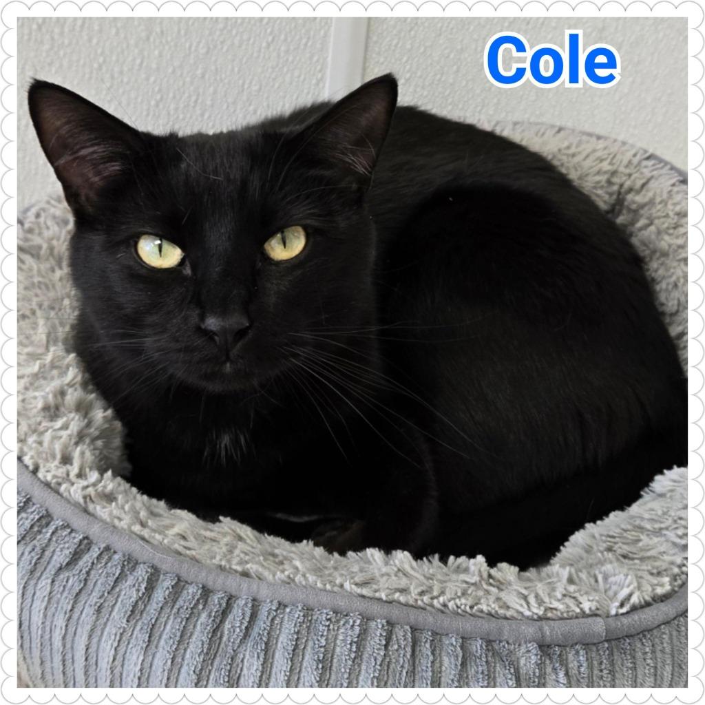 Cole, a Adopted mixed breed in North Saint Paul, MN image 3/3