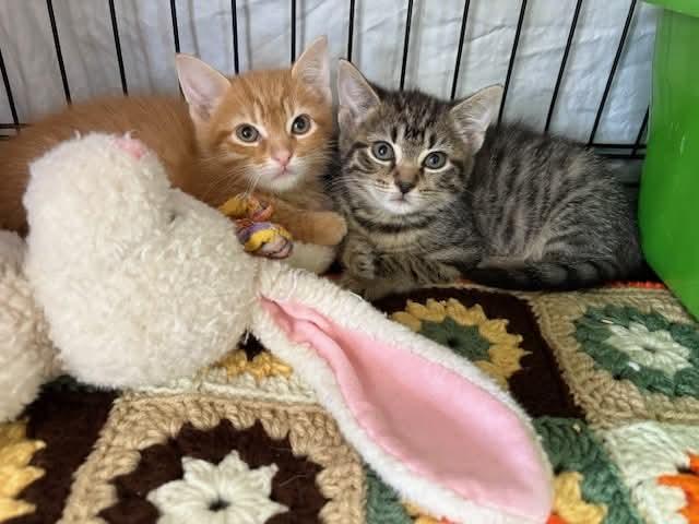 Enlarge Barney, a Adopted Domestic Short Hair in Furlong, PA image 1/2