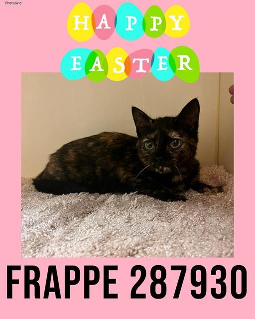 Enlarge FRAPPE, a Adoptable Domestic Short Hair in Macon, GA image 1/1
