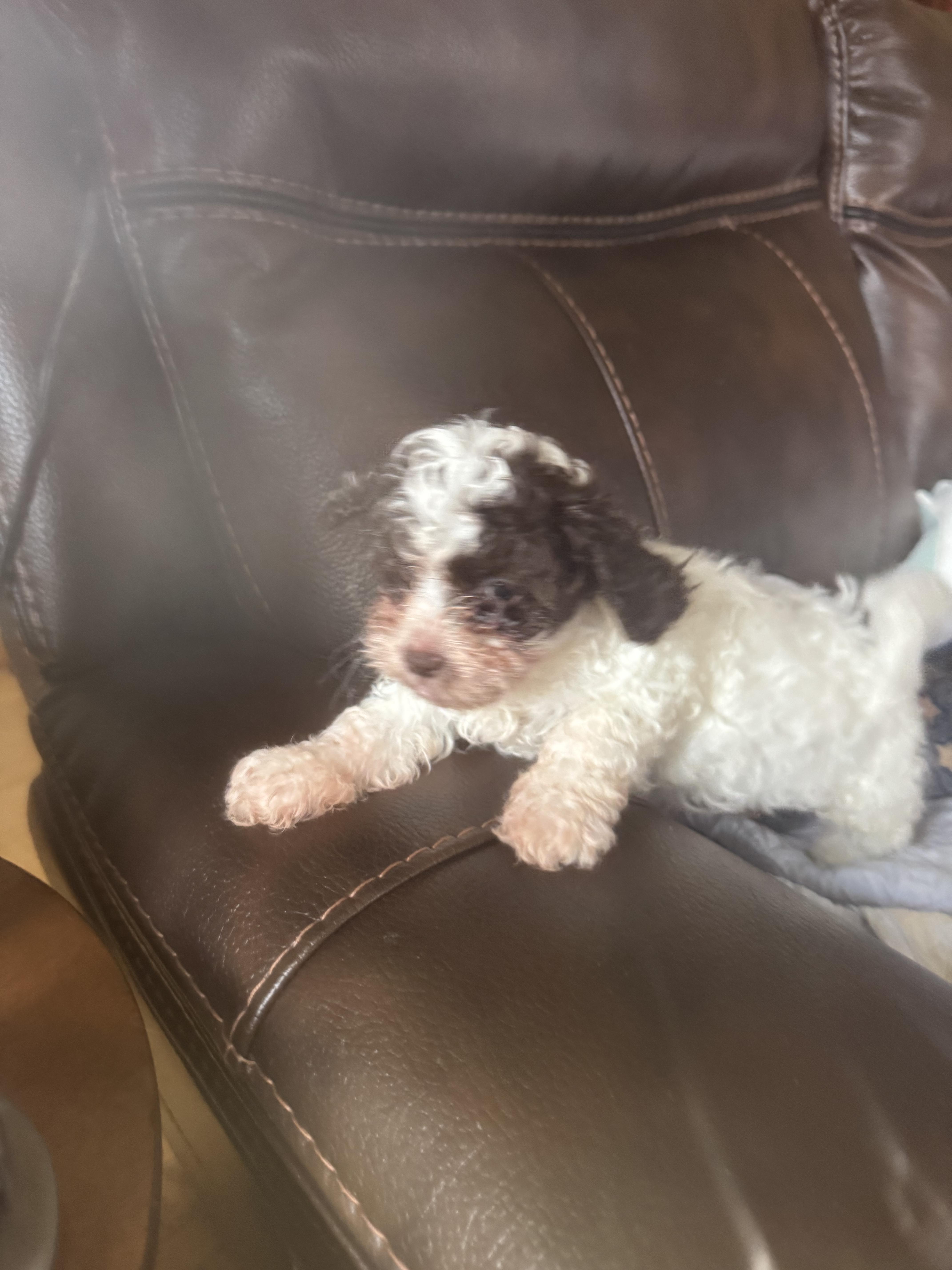 Enlarge Chloe, a ADOPTABLE Shih Tzu in Glenwood City, WI image 1/3