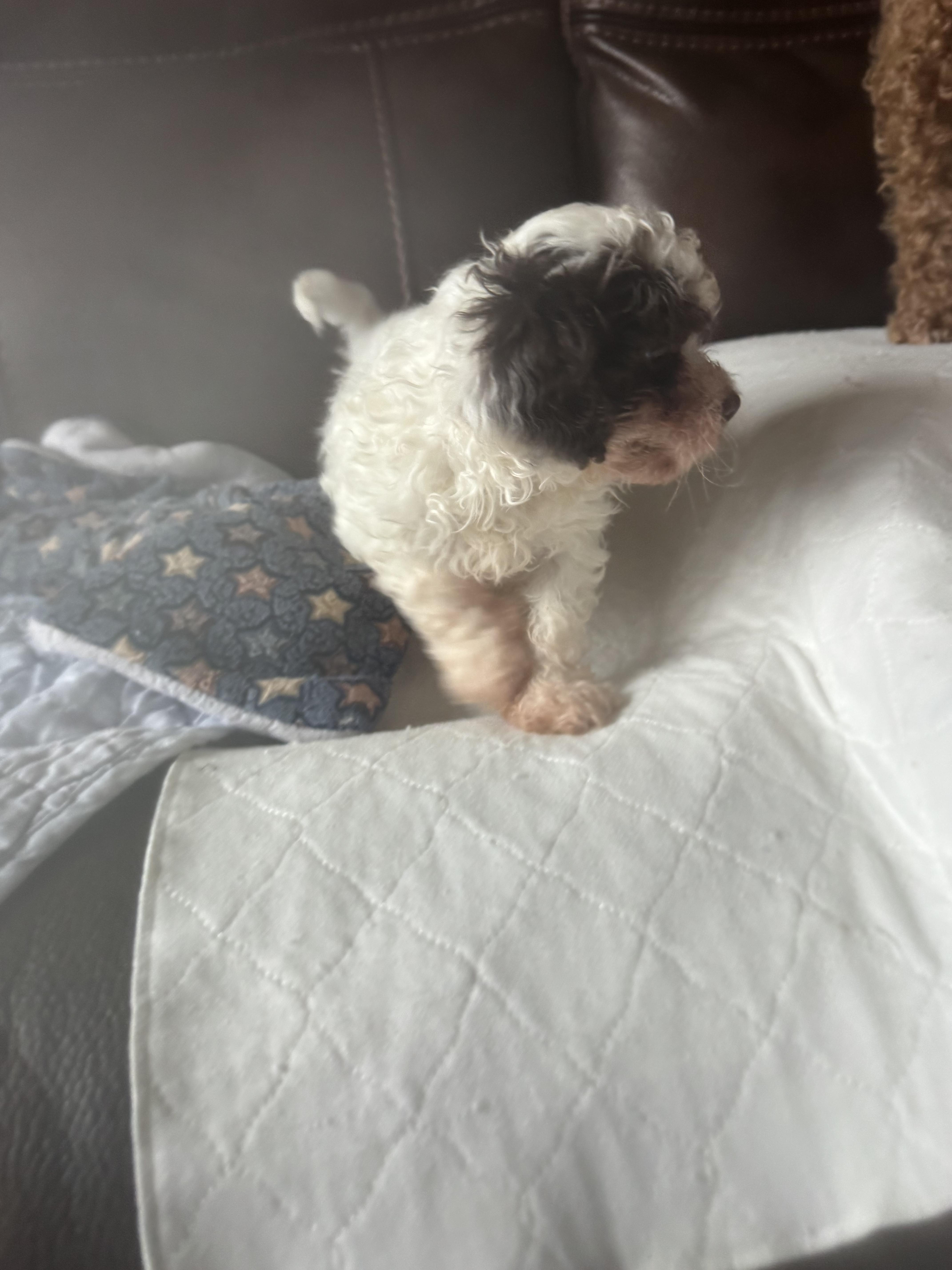 Enlarge Chloe, a ADOPTABLE Shih Tzu in Glenwood City, WI image 2/3