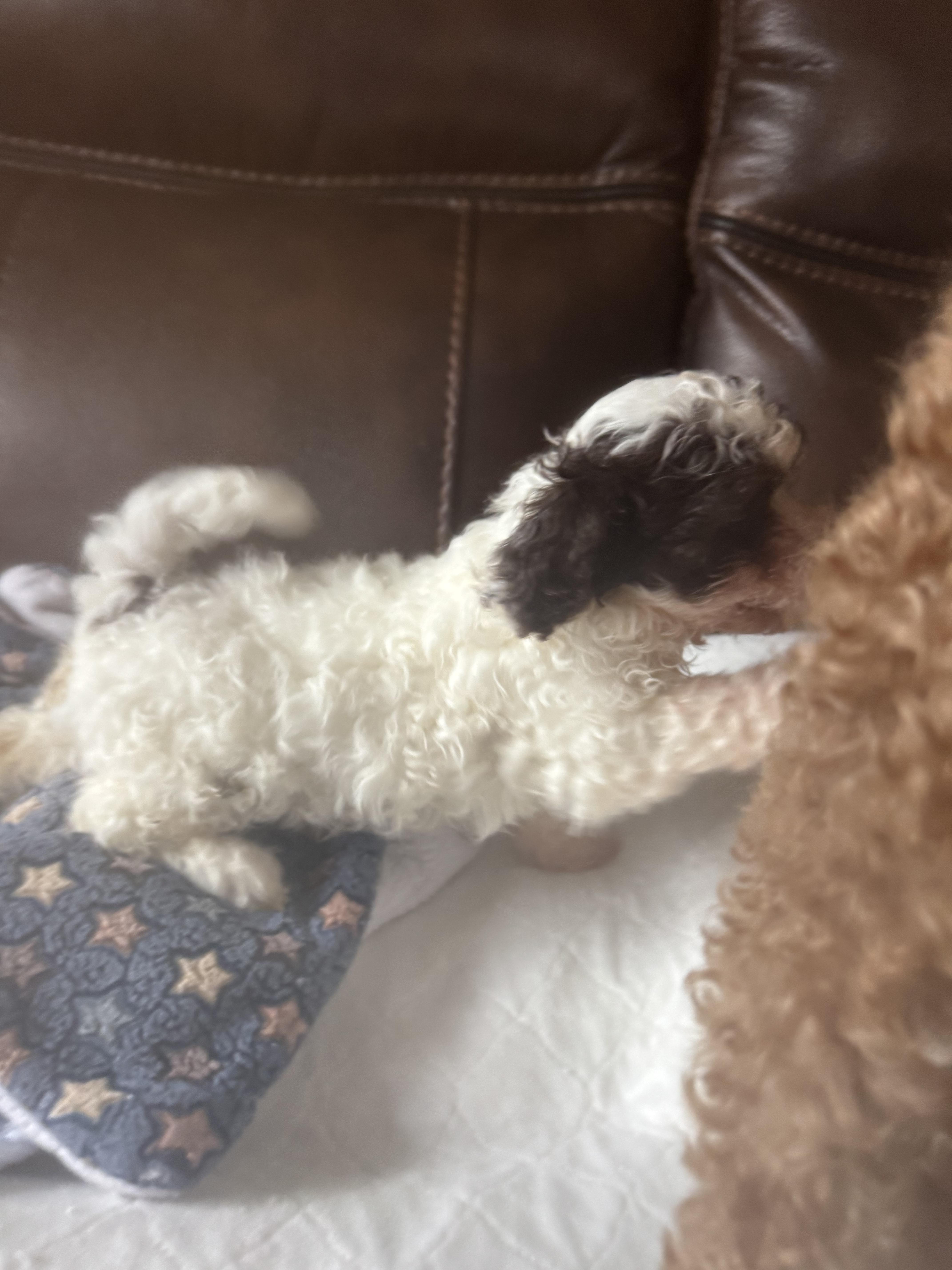 Enlarge Chloe, a ADOPTABLE Shih Tzu in Glenwood City, WI image 3/3