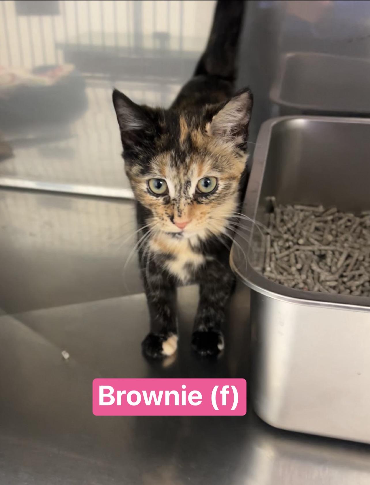 Enlarge Brownie, Trefoil, Tagalong , an adopted Domestic Short Hair in Montville, NJ image 2/3
