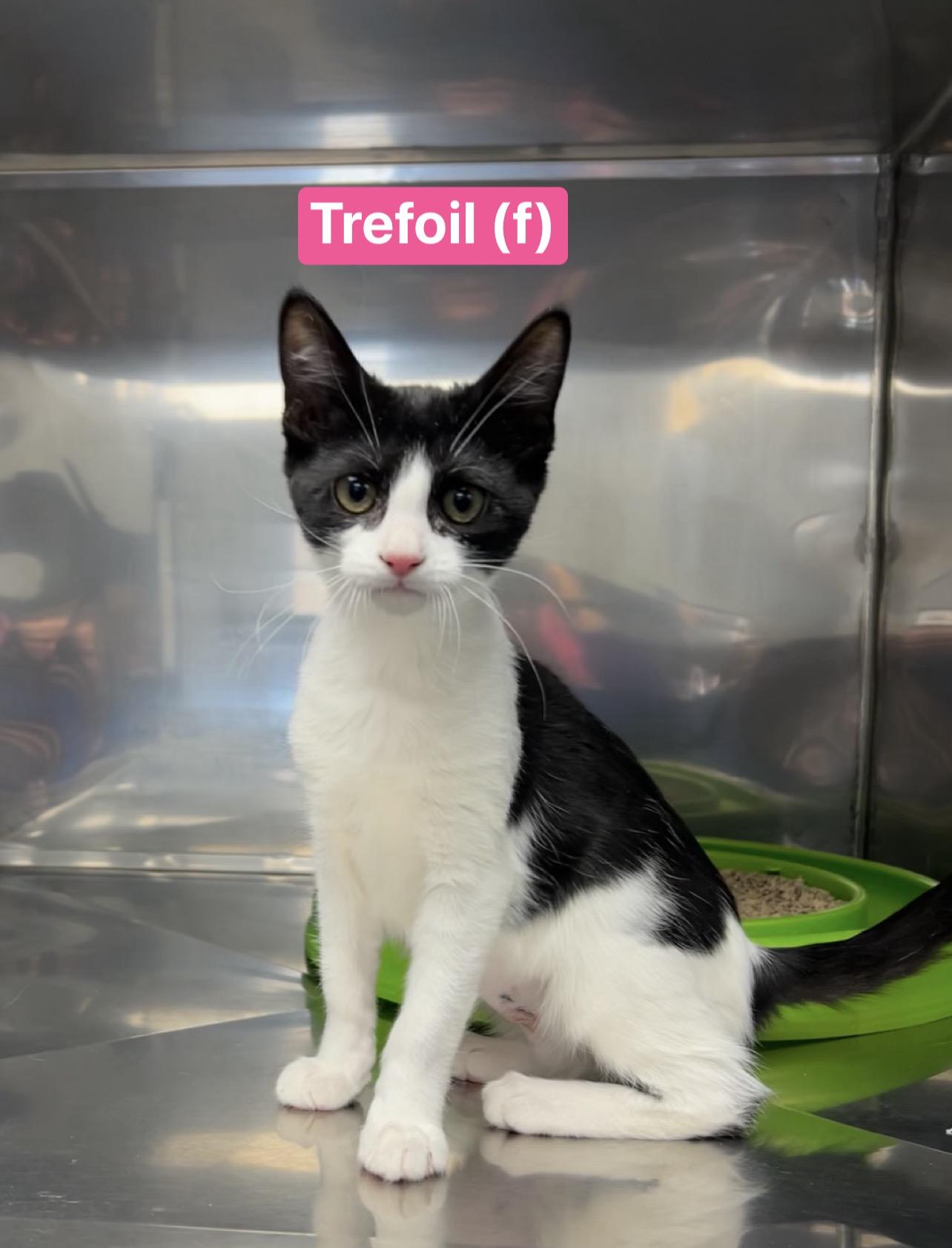 Enlarge Brownie, Trefoil, Tagalong , an adopted Domestic Short Hair in Montville, NJ image 3/3