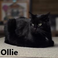 Enlarge Ollie, a ADOPTABLE Domestic Short Hair in Olympia, WA image 1/1