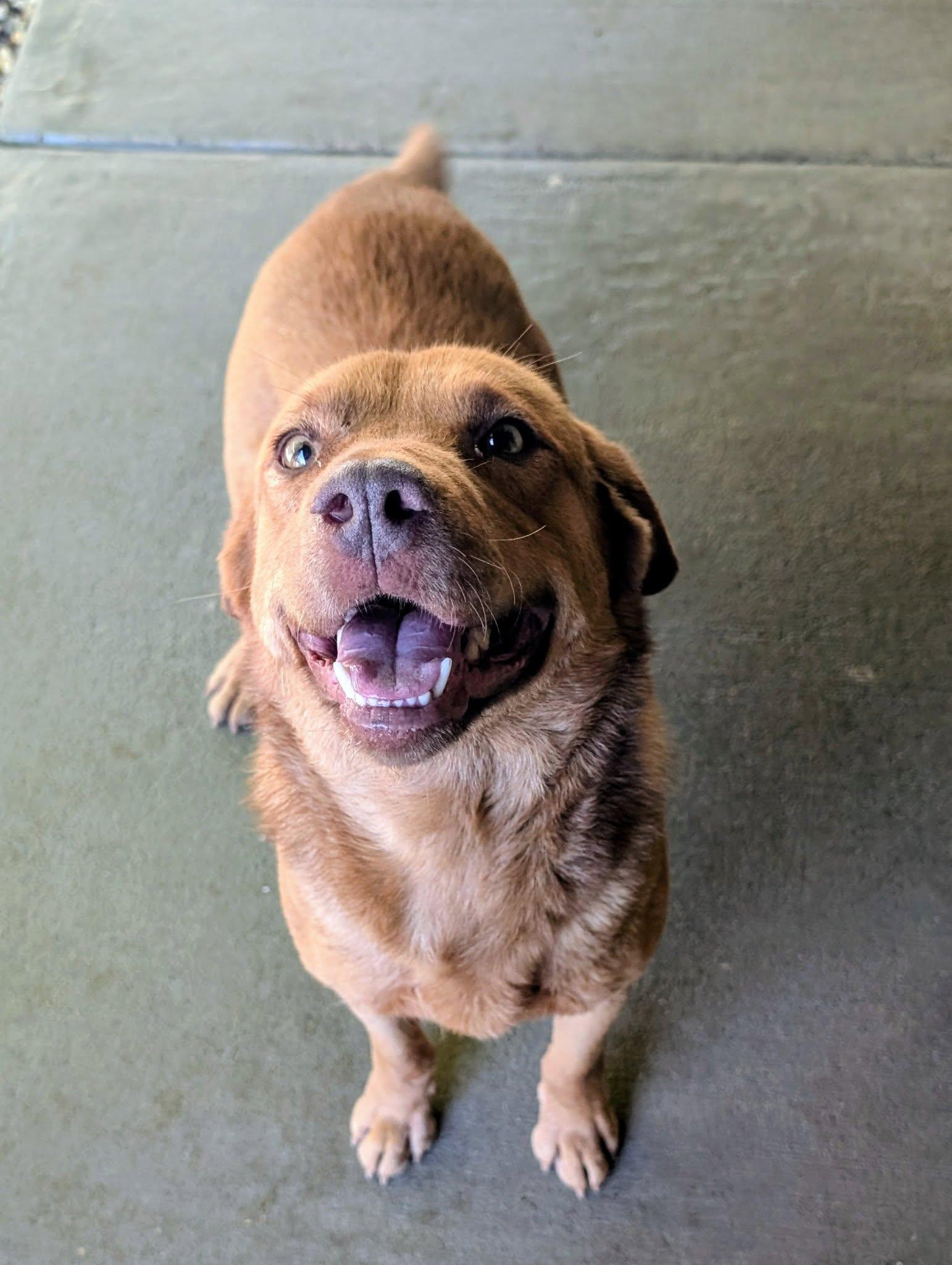 Casey, a ADOPTABLE mixed breed in Colonial Heights, VA image 2/6
