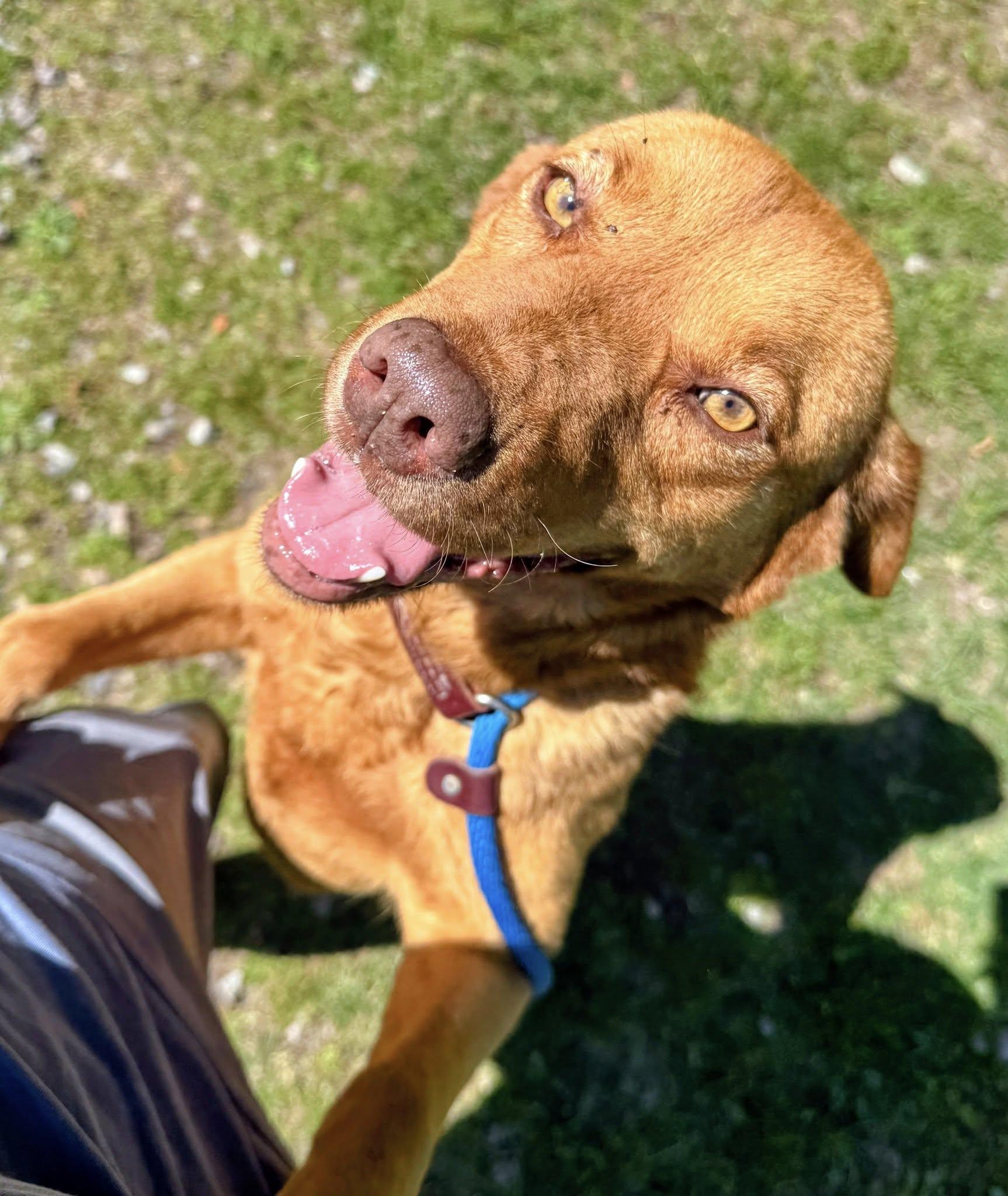 Casey, ADOPTABLE, Young Female Shepherd & Labrador Retriever.
