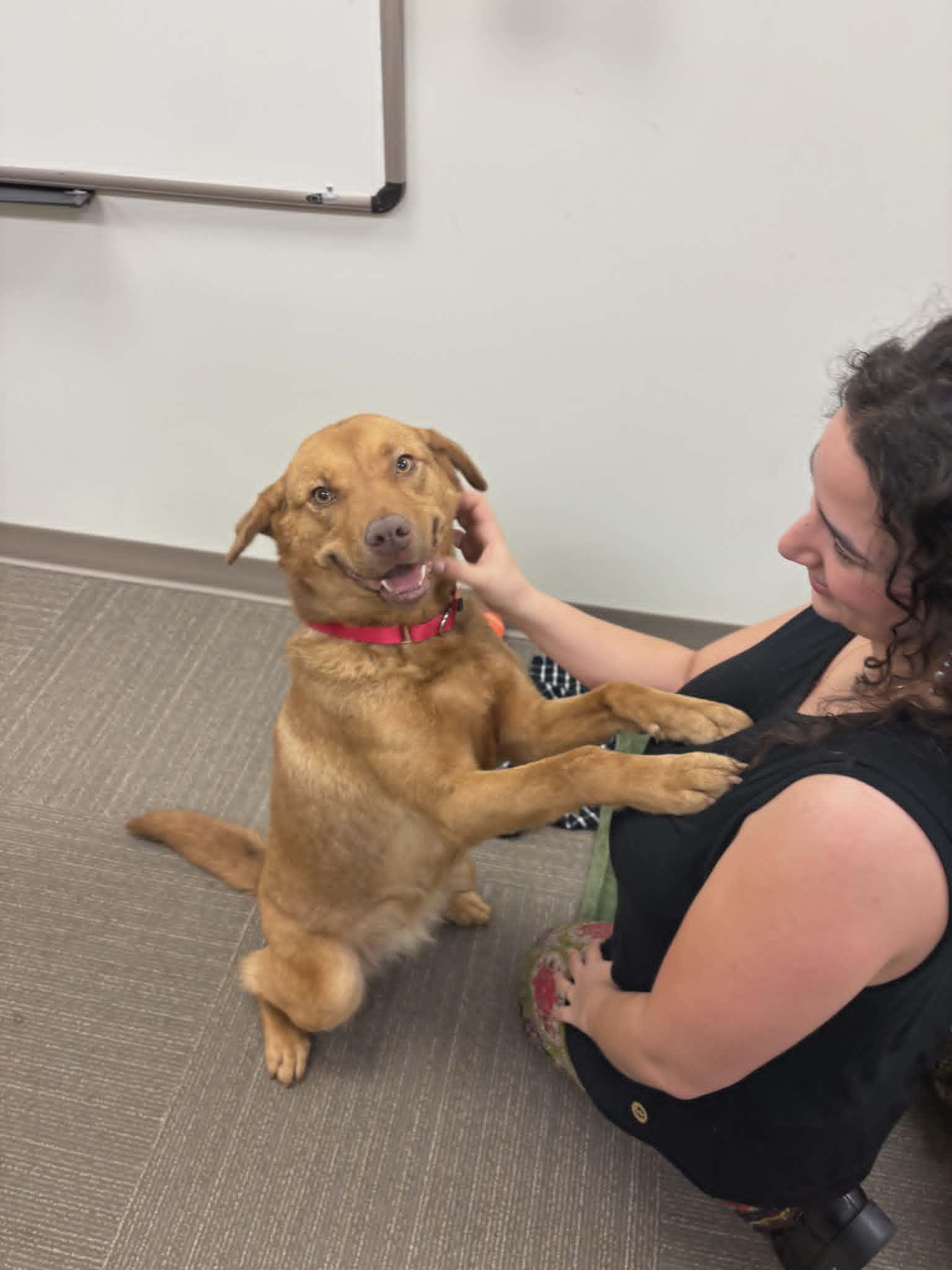 Casey, a ADOPTABLE mixed breed in Colonial Heights, VA image 6/6