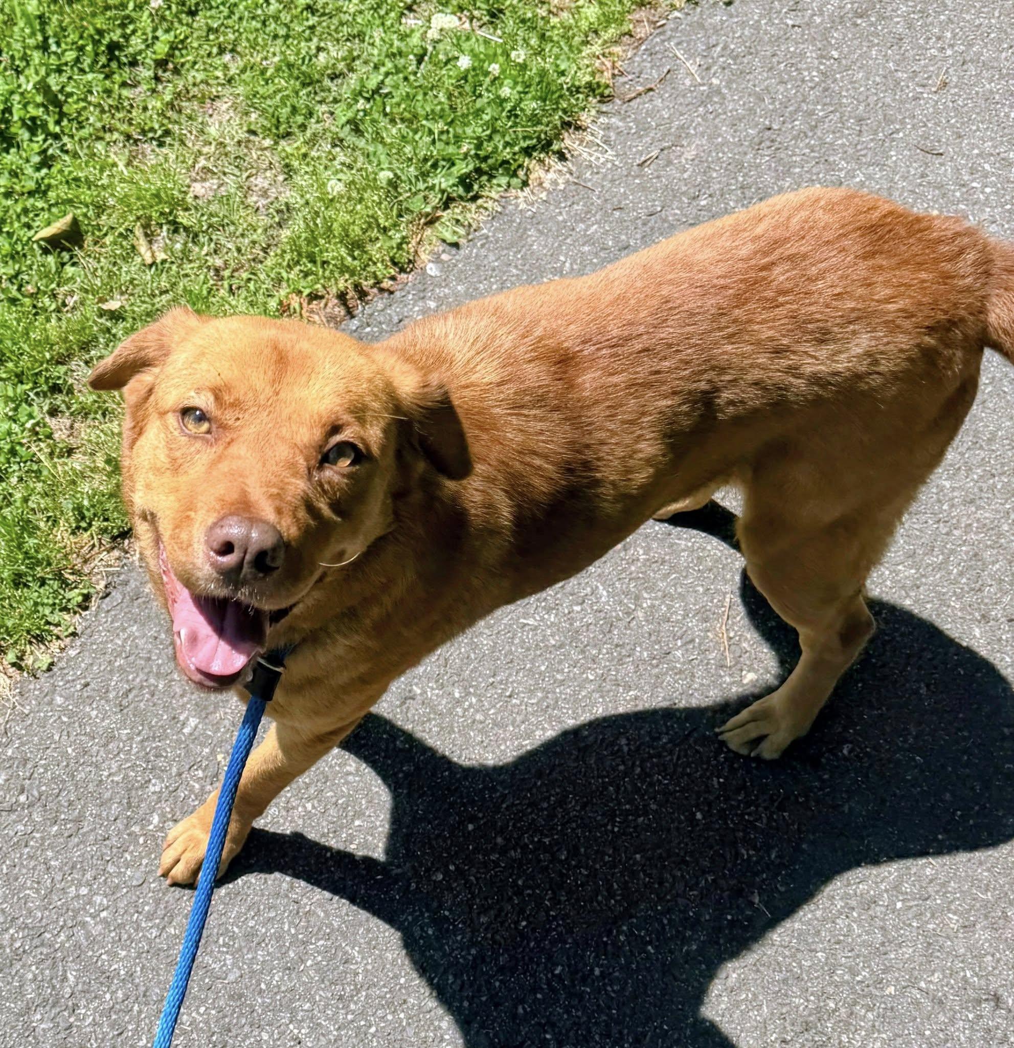Casey, a ADOPTABLE mixed breed in Colonial Heights, VA image 4/6
