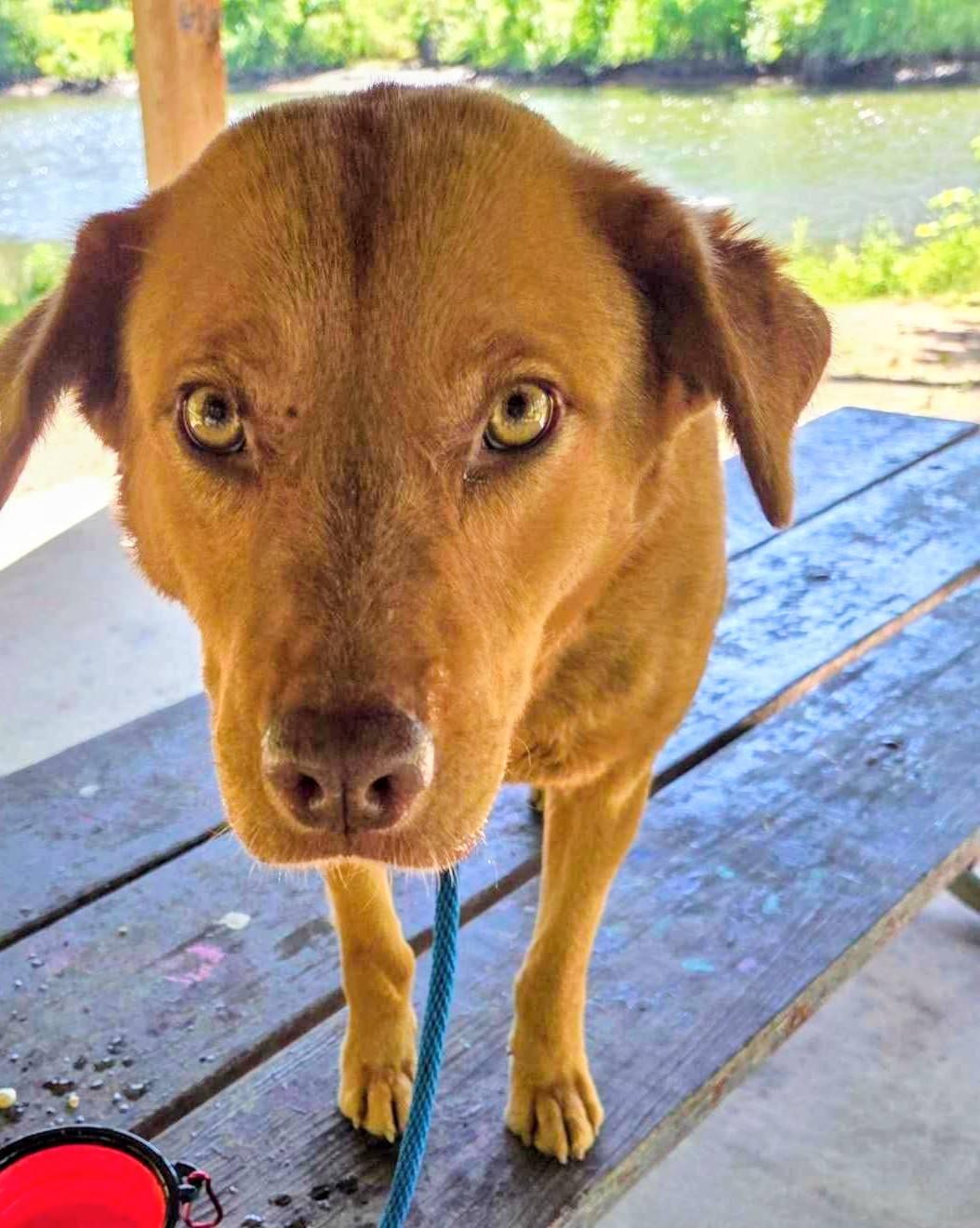 Casey, a ADOPTABLE mixed breed in Colonial Heights, VA image 3/6